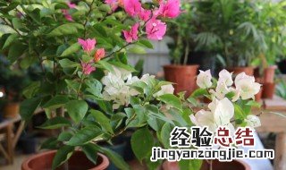 盆栽三角梅怎么养护 盆栽三角梅怎么养