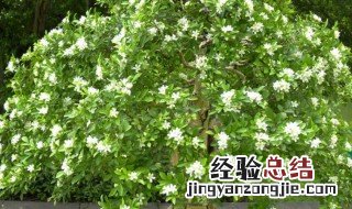 九里香为什么不吉利 九里香为什么叫鬼树