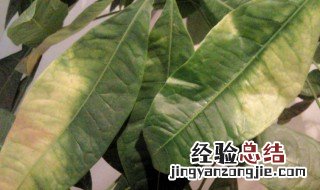 发财树立春后叶子发黄怎么办呢 发财树立春后叶子发黄怎么办