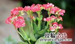 草本芙蓉花怎么养栽培 草本水芙蓉花养殖方法