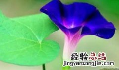 牵牛花几点开放几点合拢好 牵牛花几点开放几点合拢