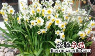 水仙花开完花怎么处理 水仙花开完花怎么处理视频