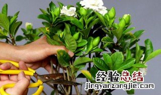 栀子花怎么养才能更旺盛 栀子花加什么才能旺盛
