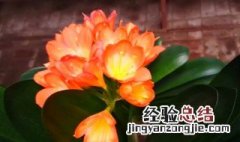 养了几年的君子兰不开花怎么办 君子兰不开花怎么办