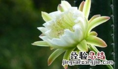 龙骨花养殖方法和注意事项 龙骨花移栽注意事项