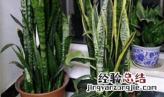 虎皮兰花的养殖方法 虎皮兰花怎么养殖方法