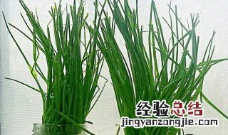 淘米水可以浇小葱吗 淘米水可以浇香葱吗