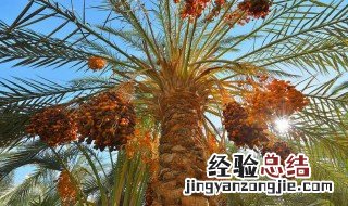 海枣树怎么养 海枣树怎么养护和管理