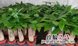 发财树能长多大年龄 发财树能长多大