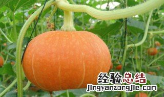 南瓜蔬菜种植小妙招 种植南瓜需要注意什么