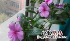 四季春花怎么养 四季春花怎么养才能让花开的大