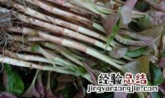 折耳根怎么种植长得好 折耳根怎么种植