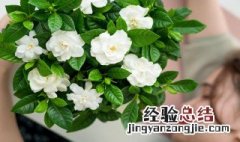 栀子花如何过冬 栀子花怎么过冬天