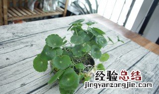 铜钱草吸甲醛吗能养在屋里吗 铜钱草吸甲醛吗