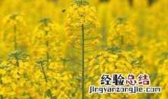 油菜花什么时候结果 油菜花什么时候结果?