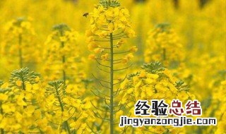 油菜花什么时候结果 油菜花什么时候结果?