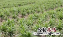 白合怎么种植 白合怎么种植方法视频