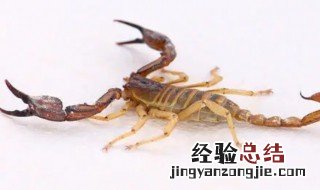 蝎子什么时候可以抓 蝎子什么时候可以抓走