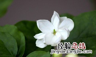 茉莉花怎么养才茂盛 茉莉花怎么养才能更旺盛