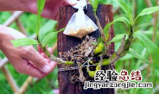 树桩石斛怎么养 树桩石斛怎么种植方法