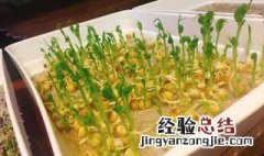 小豌豆是怎样长大 小豌豆是怎么长大的