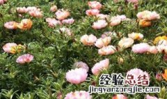 太阳花夏天怎么浇水 太阳花夏天怎么浇水视频