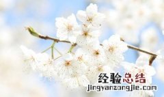 樱桃花怎么授粉图片 樱桃花怎么授粉