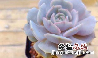 露娜莲好养吗? 露娜莲好养吗