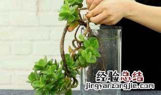 水养多肉好养吗 水养多肉怎么养