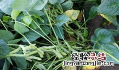 大豆开花期能打药吗 大豆开花期可以打药吗