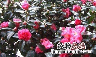 茶树花怎么养殖 茶树花怎么养殖浇什么肥