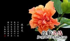 扶桑花花语象征 扶桑花的寓意和象征是什么