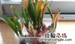 水仙花可以二次开花吗 水仙花能二次开花吗