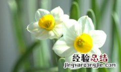 水仙花除甲醛吗怎么养 水仙花除甲醛吗