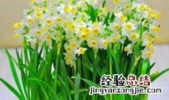 怎样才能让水仙花开花 怎样才能让水仙花开花多