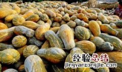 盆栽南瓜种植方法和时间表 盆栽南瓜种植方法和时间