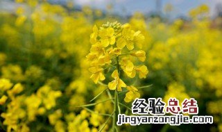 油菜花开的时候 油菜花开的时候为什么精神病会加重