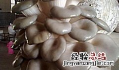 蘑菇菌包怎么养 买的蘑菇菌包怎么种植