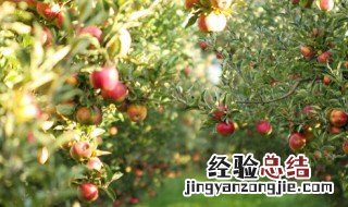 苹果树施肥有什么方法 苹果树施肥有什么方法吗