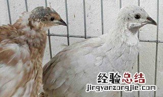 芦丁鸡的养殖技术 芦丁鸡家庭养殖方法是什么