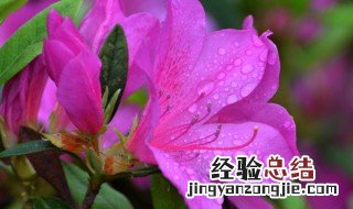 紫色杜鹃花的花语是什么含义 紫色杜鹃花的花语是什么