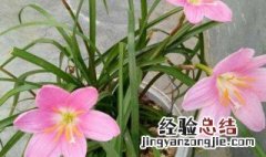 韭菜兰花的养殖方法视频白条鱼的钓法 韭菜兰花的养殖方法