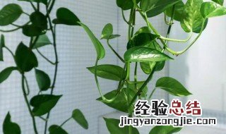 室内好养护的藤蔓植物有哪些 室内好养护的藤蔓植物有哪些花