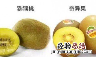 猕猴桃和奇异果的区别 猕猴桃和奇异果的区别是什么
