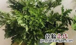 盆栽驱蚊草怎么养 盆栽驱蚊草怎么养护