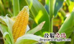 玉米不抽雄穗原因是什么意思 玉米不抽雄穗原因是什么