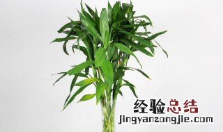富贵竹一般养几根最旺财 富贵竹一般养几根最旺财 要注意摆放位置吗