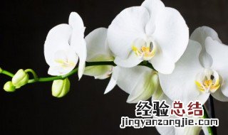 北方适合种植什么品种的兰花 北方好养的兰花品种介绍