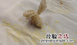 蚕蛾产卵后要怎样孵化出来 蚕蛾产卵后要怎样孵化