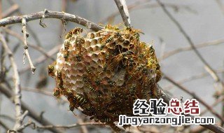 野蜂窝怎么处理才能吃 野蜂窝的做法